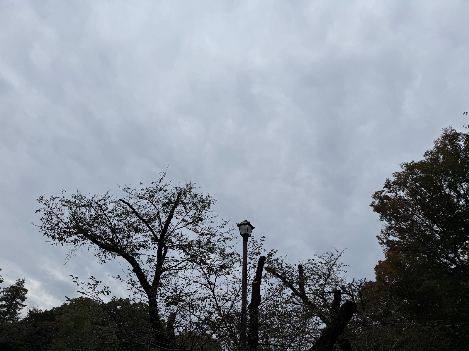 2025-10-31 08:37 Inokashira Park, Tokyo