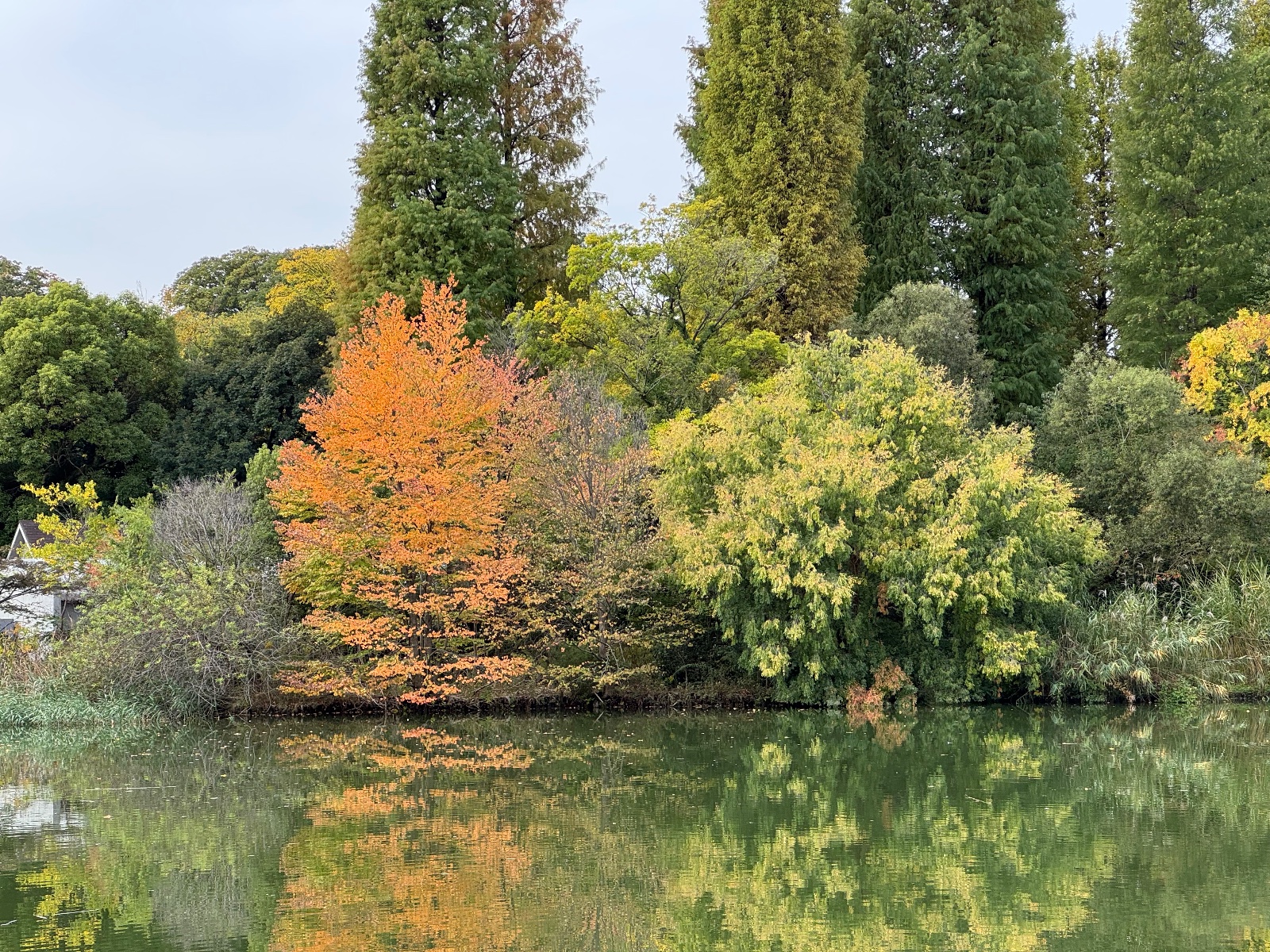 Inokashira Park, Tokyo