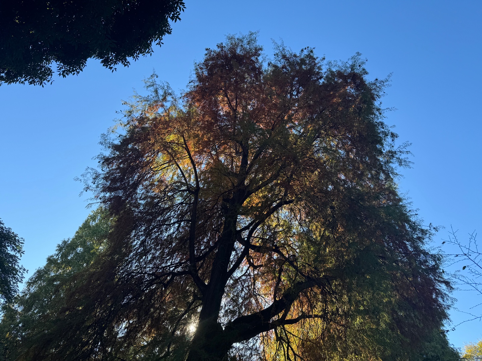 2025-11-04 08:19 Inokashira Park, Tokyo