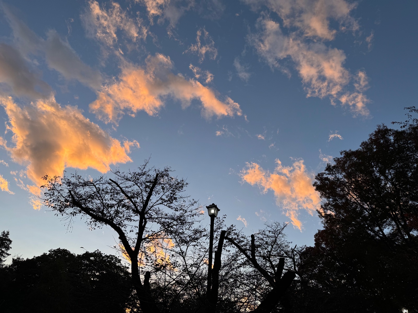 2025-11-10 16:31 Inokashira Park, Tokyo