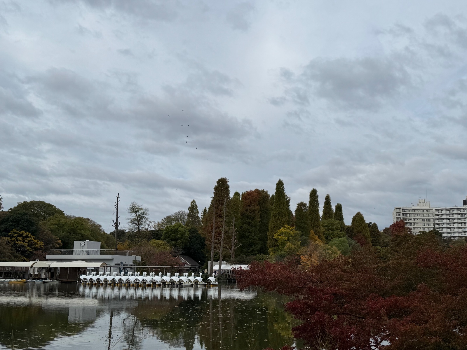 2025-11-11 08:15 Inokashira Park, Tokyo