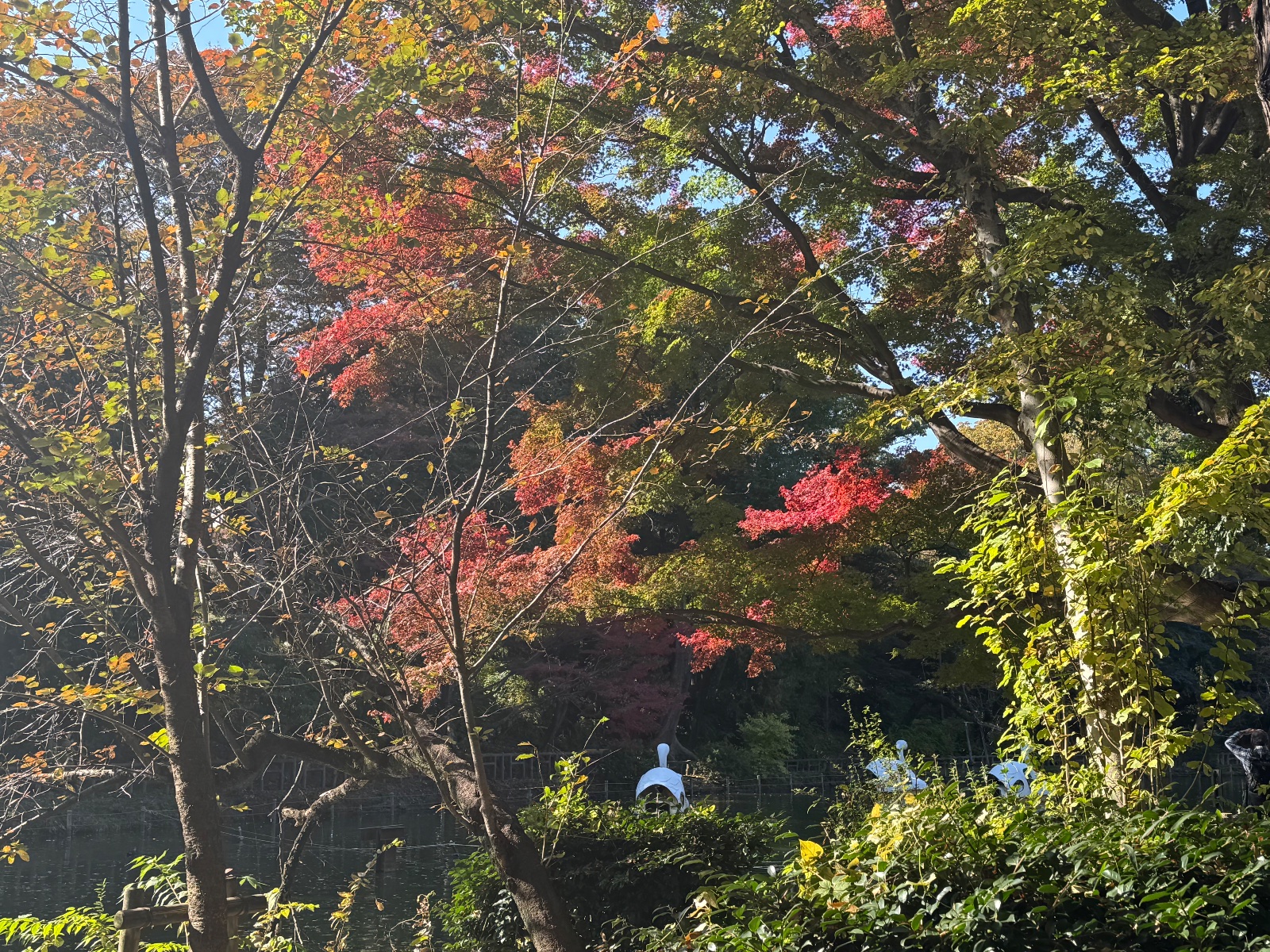 2025-11-15 10:04 Inokashira Park, Tokyo