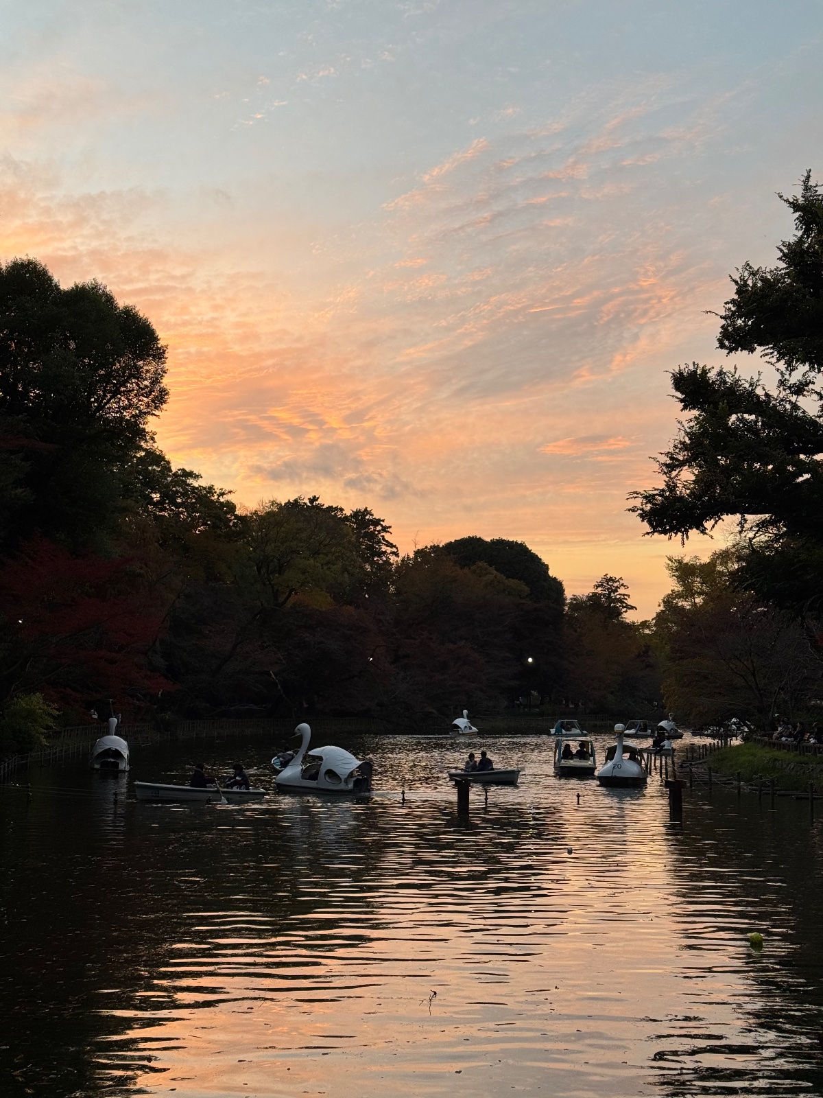 2025-11-16 16:35 Inokashira Park, Tokyo