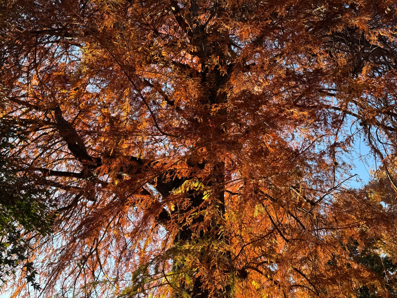 2025-11-22 14:30 Inokashira Park, Tokyo