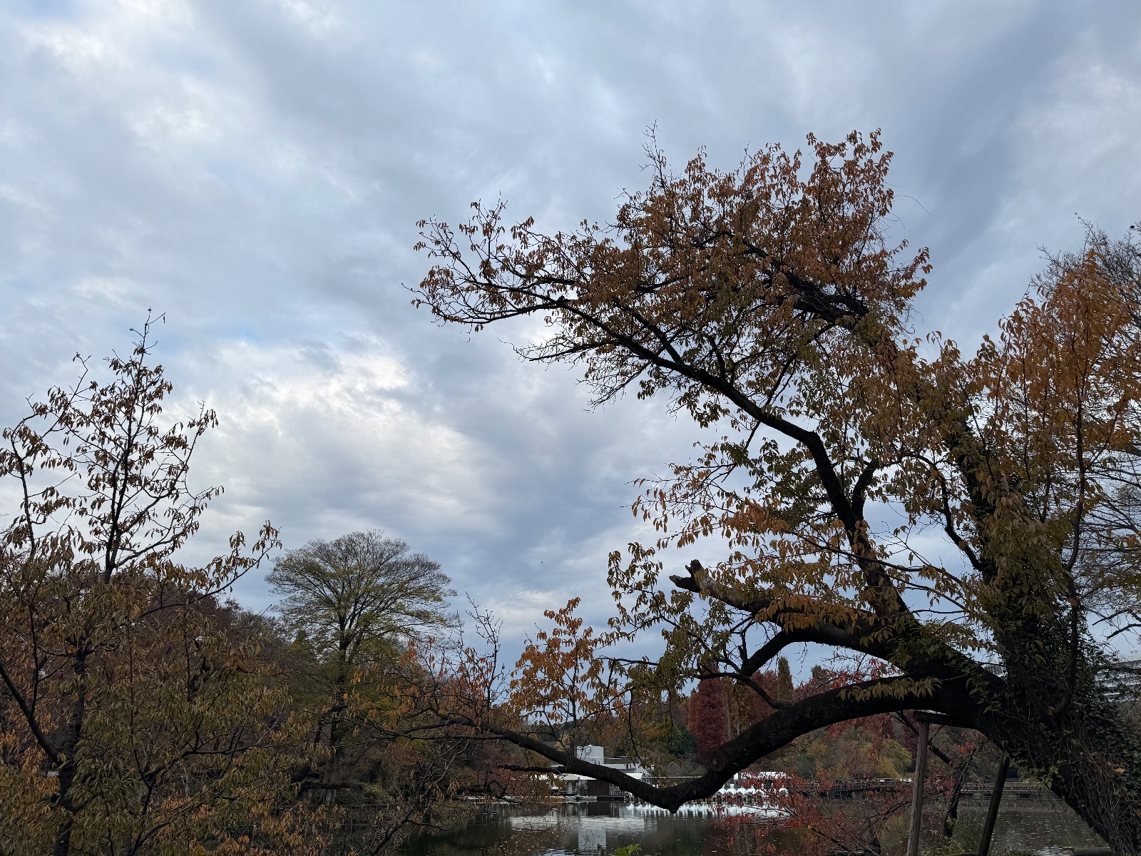 Inokashira Park, Tokyo