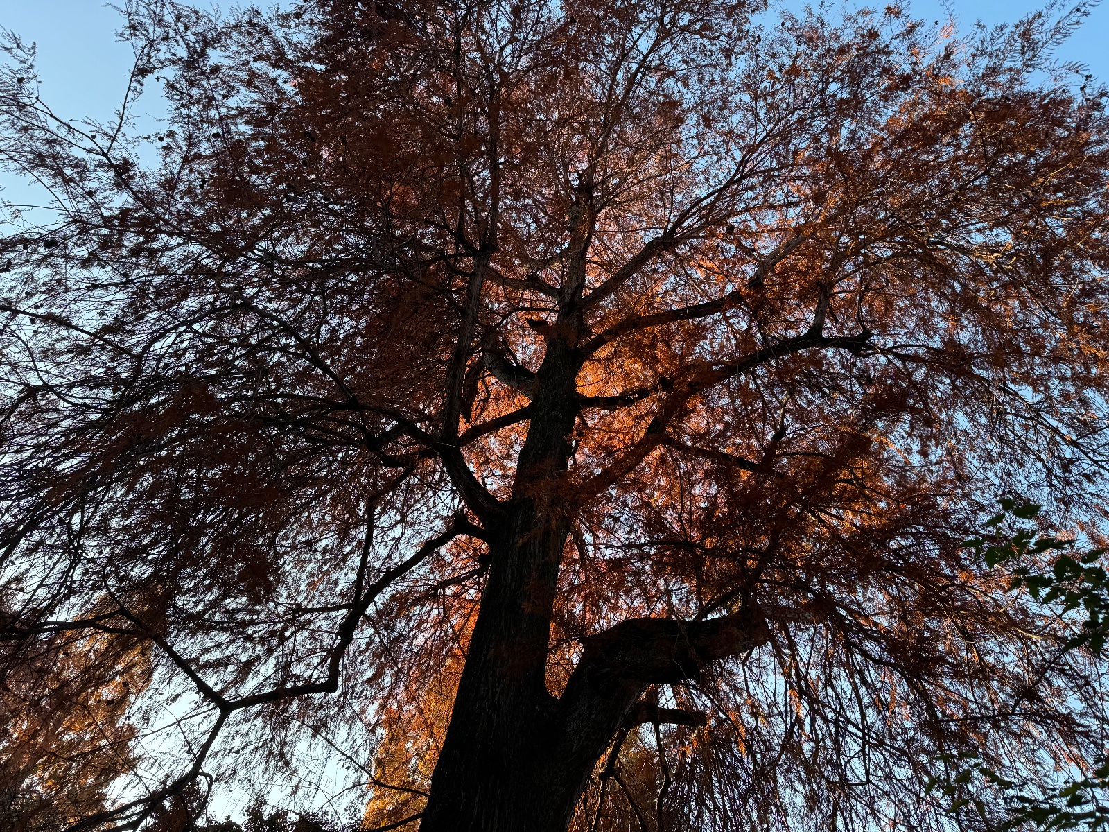 Inokashira Park, Tokyo