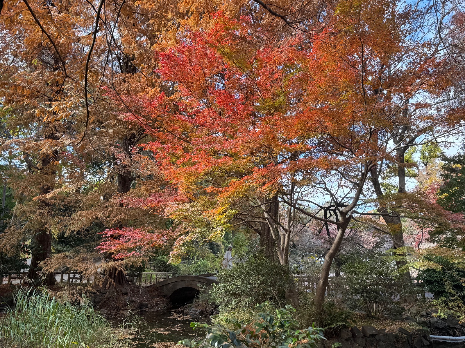 Inokashira Park, Tokyo