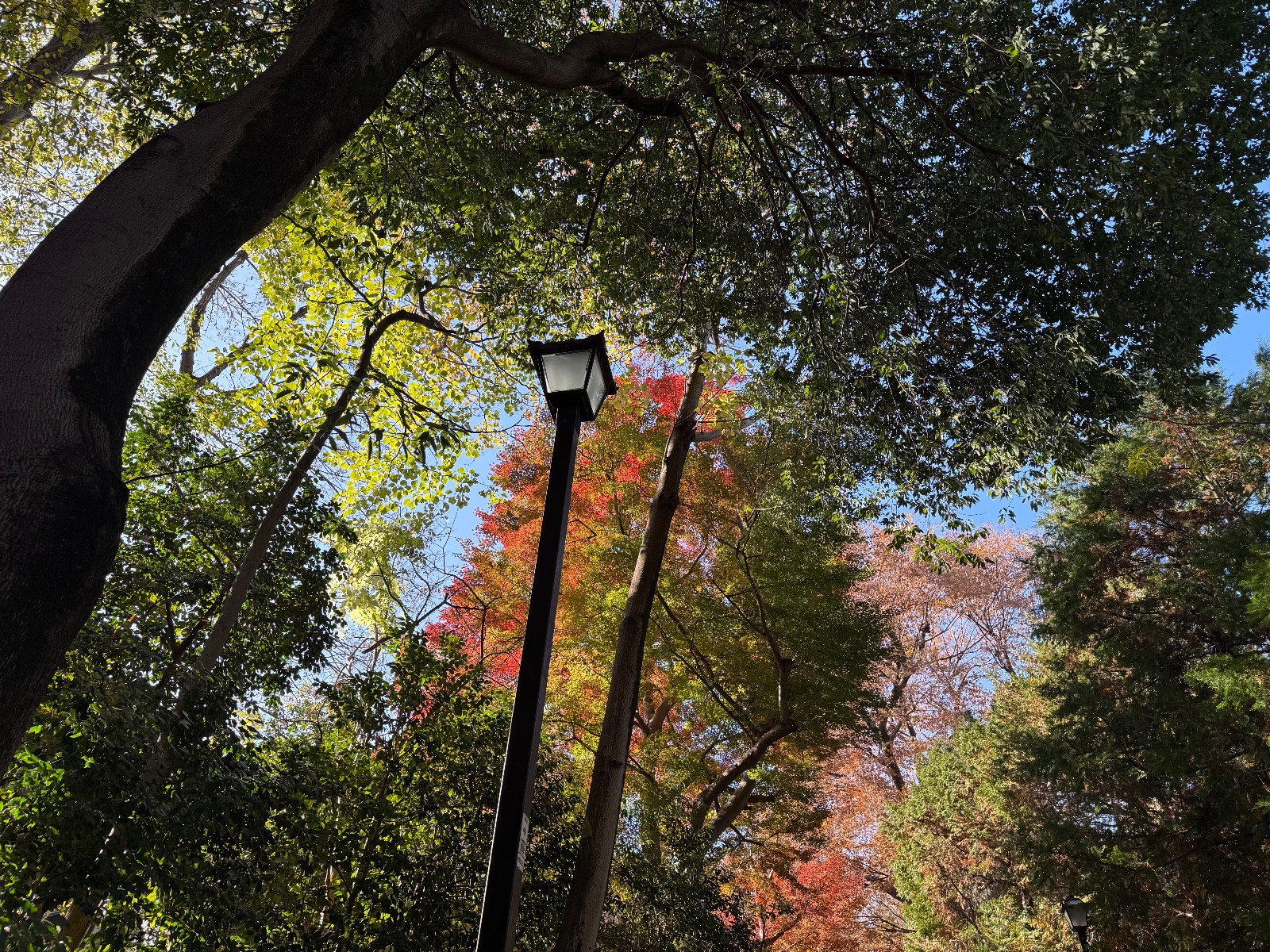 Inokashira Park, Tokyo