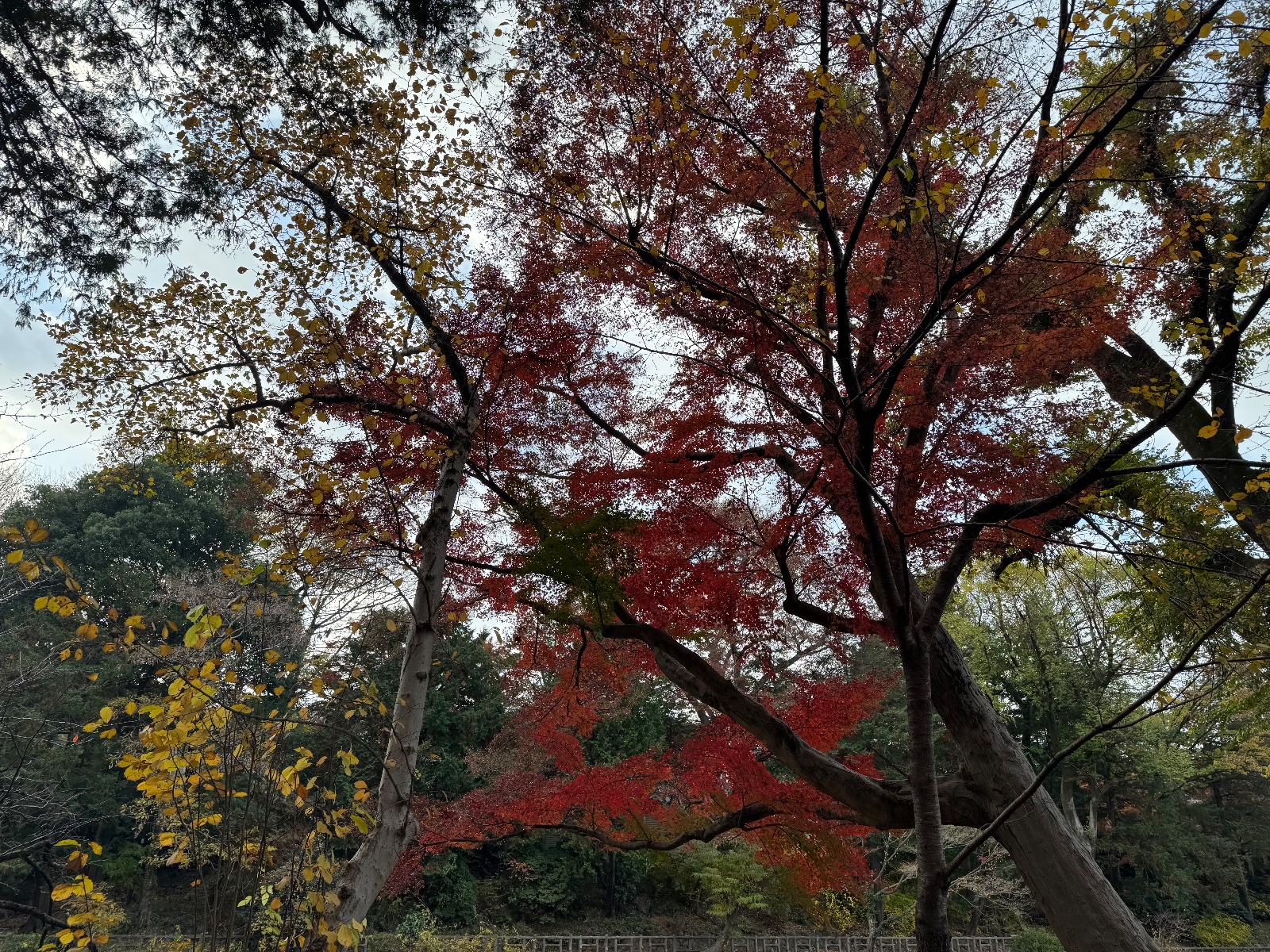 Inokashira Park, Tokyo