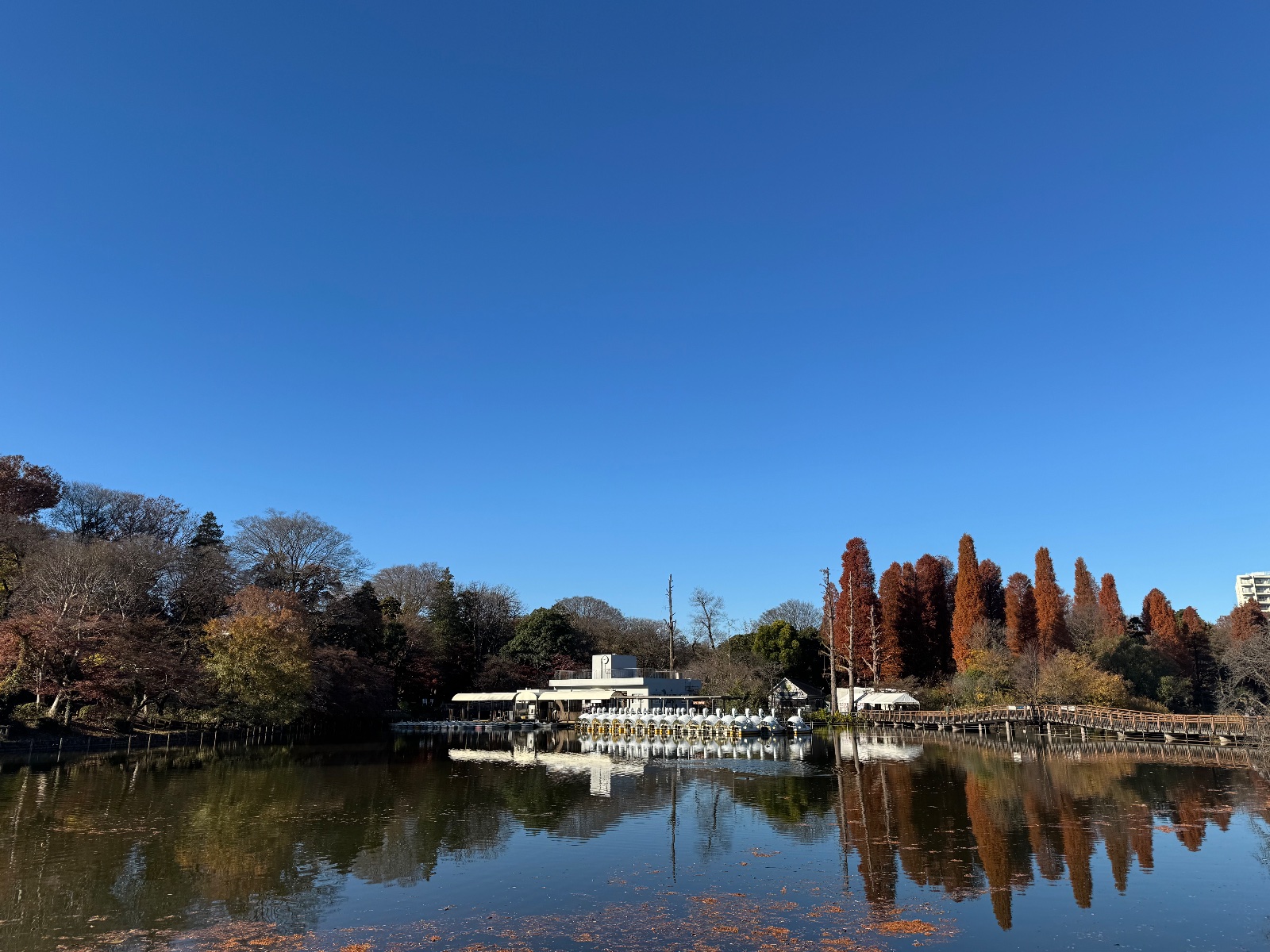 Inokashira Park, Tokyo