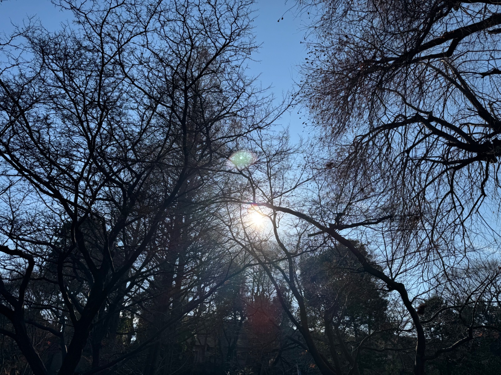 Inokashira Park, Tokyo