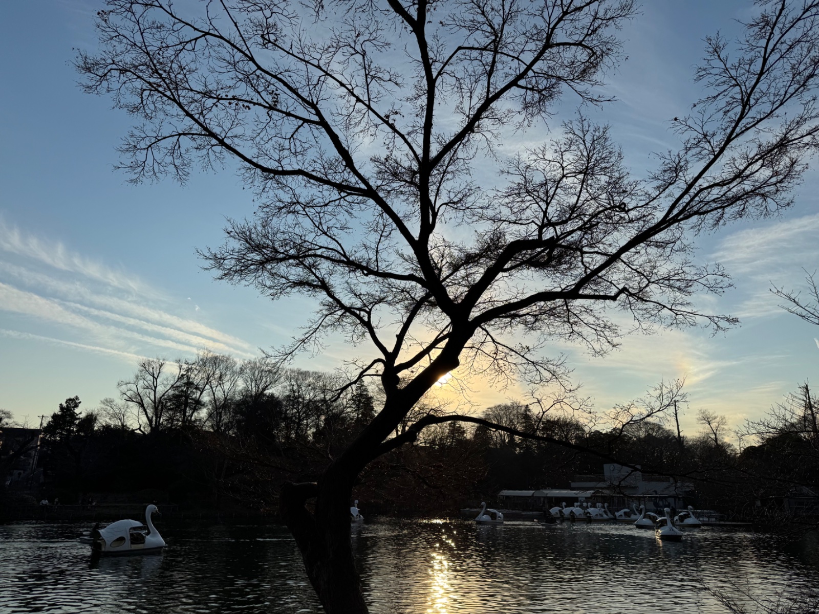 Inokashira Park, Tokyo
