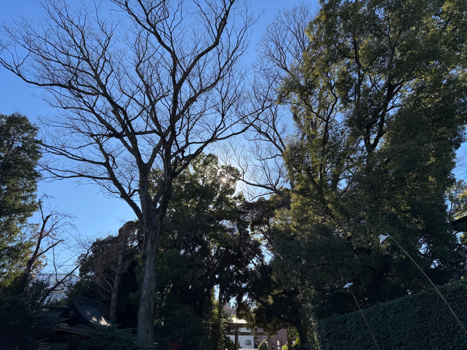 Inokashira Park, Tokyo