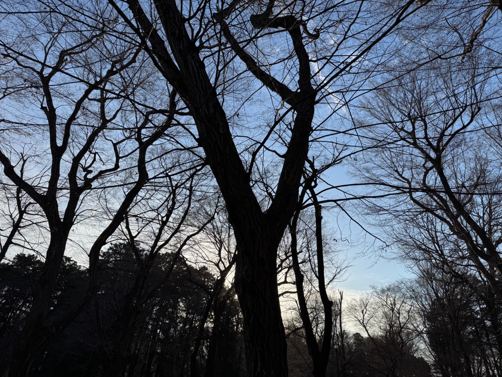 Inokashira Park, Tokyo