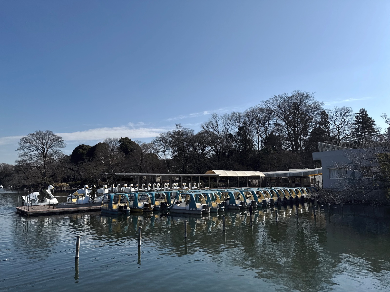 Inokashira Park, Tokyo