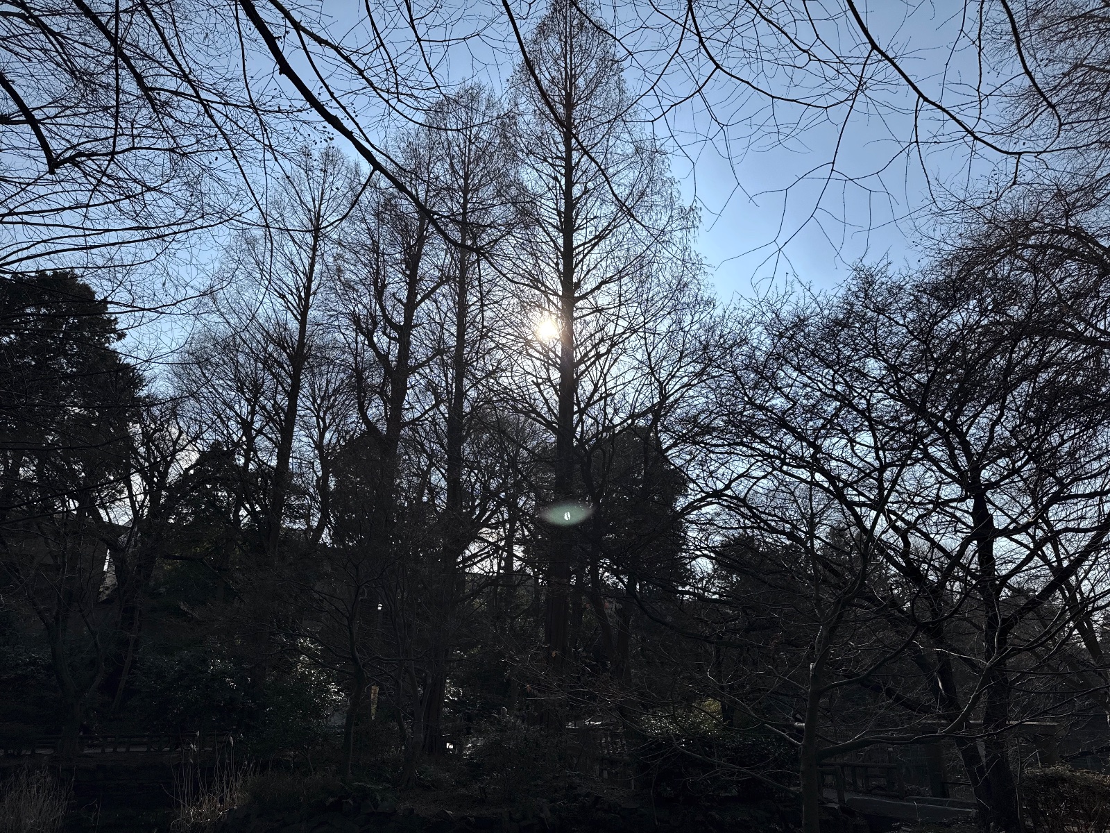 Inokashira Park, Tokyo
