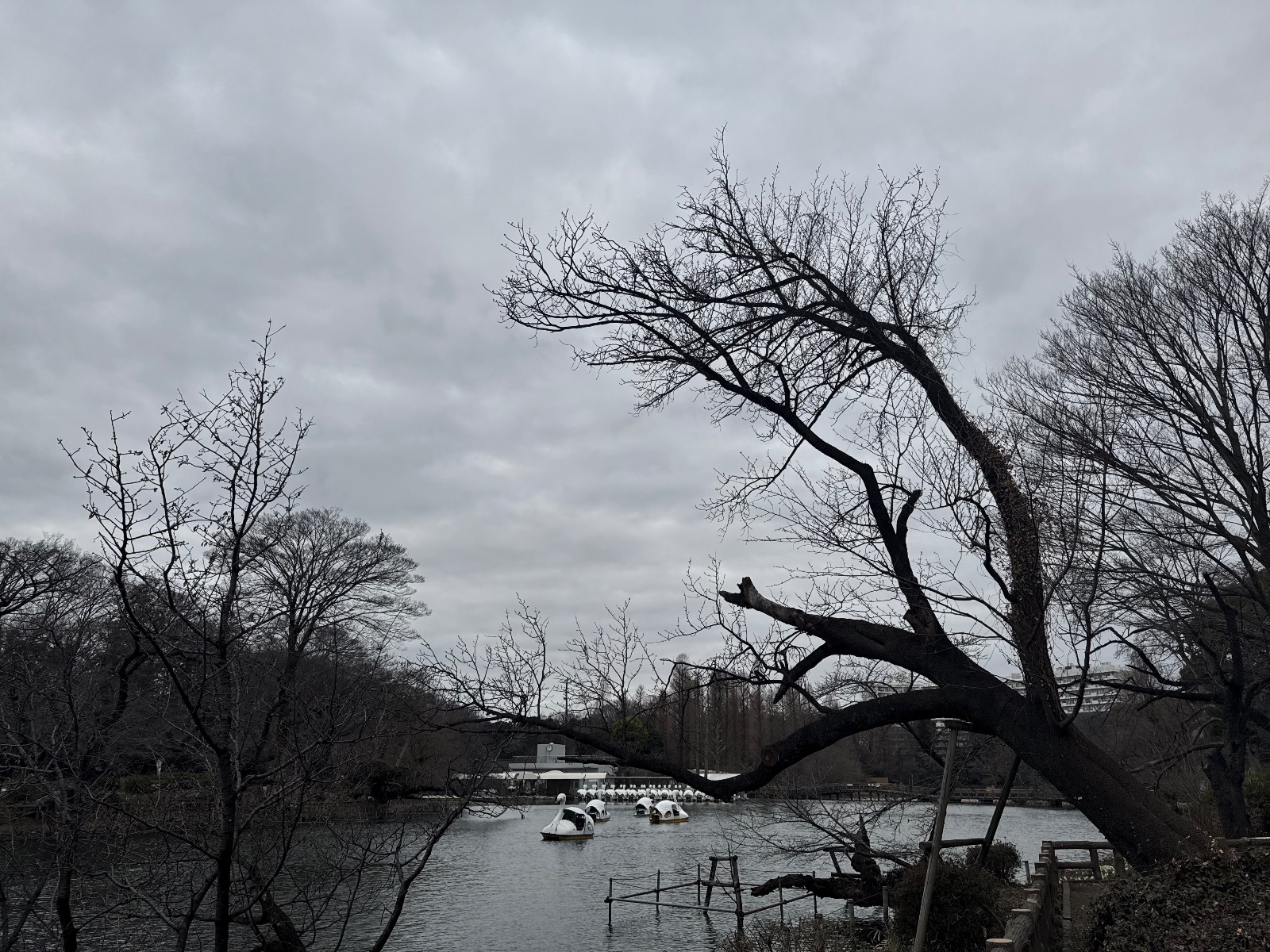 Inokashira Park, Tokyo