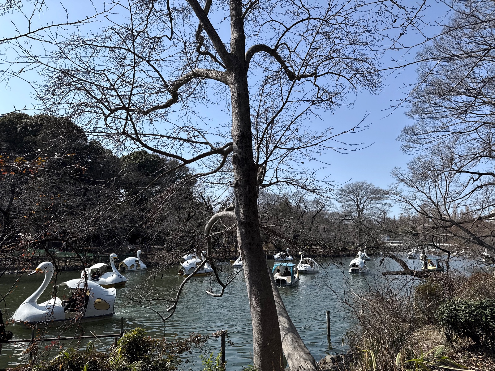 Inokashira Park, Tokyo