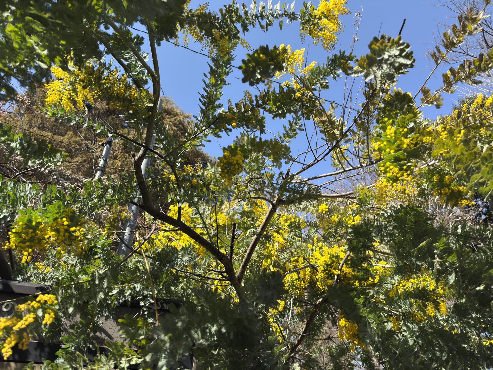 Inokashira Park, Tokyo