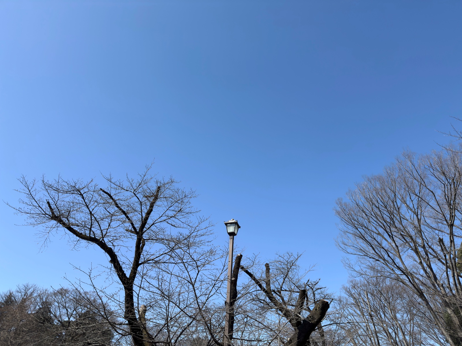Inokashira Park, Tokyo