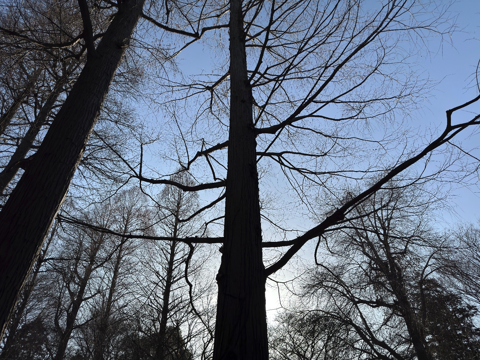 Inokashira Park, Tokyo