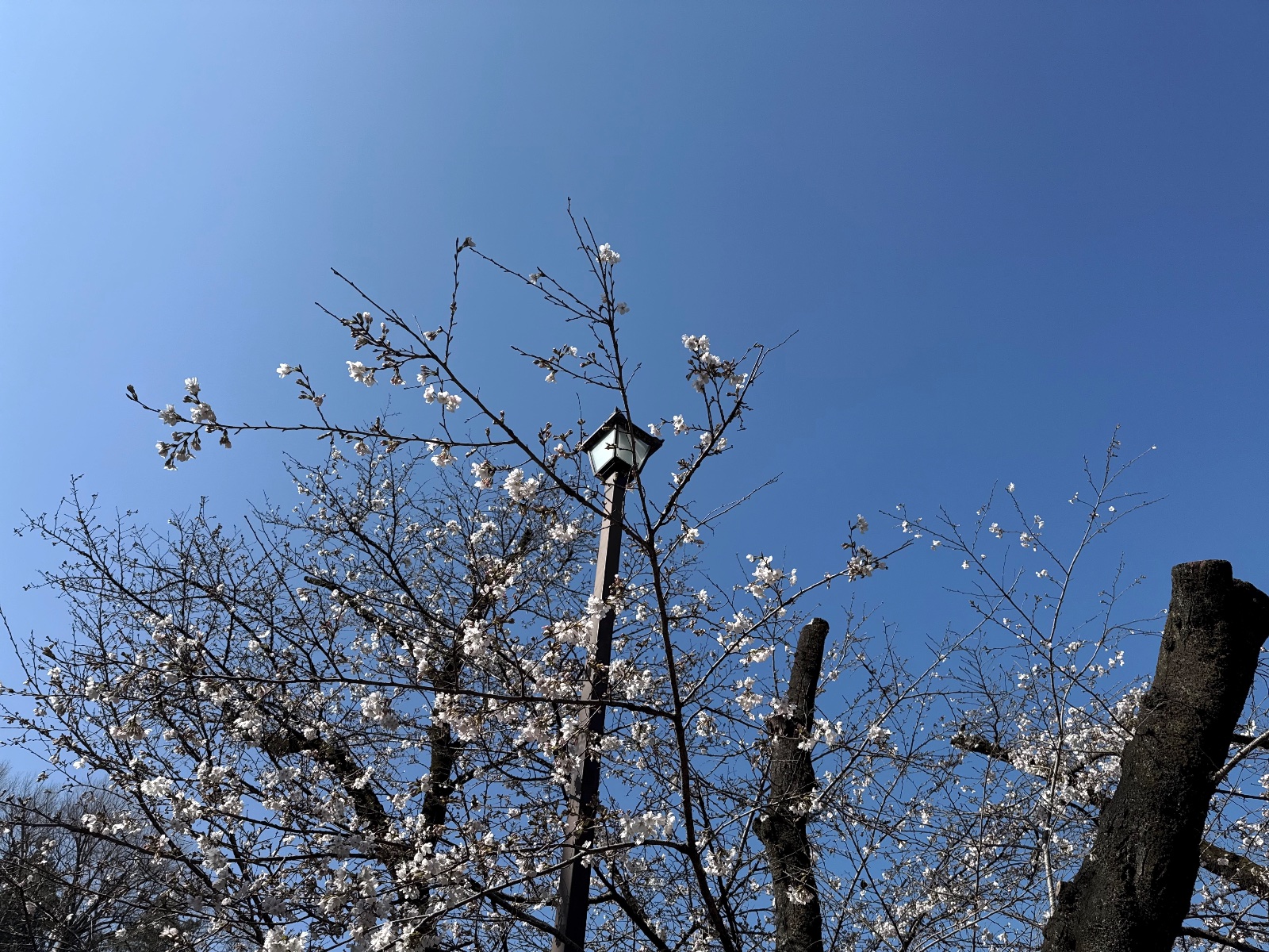 Inokashira Park, Tokyo