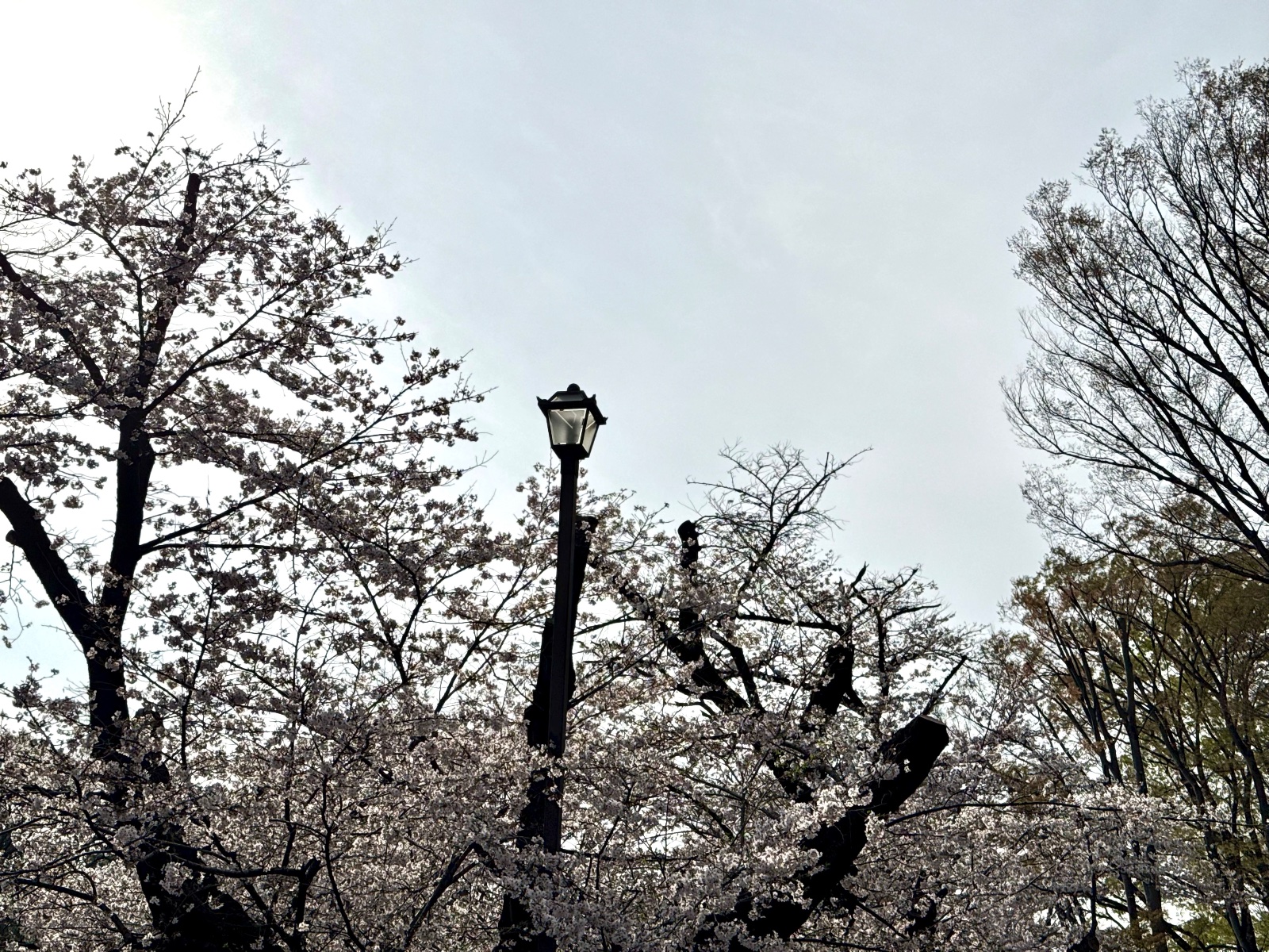 Inokashira Park, Tokyo