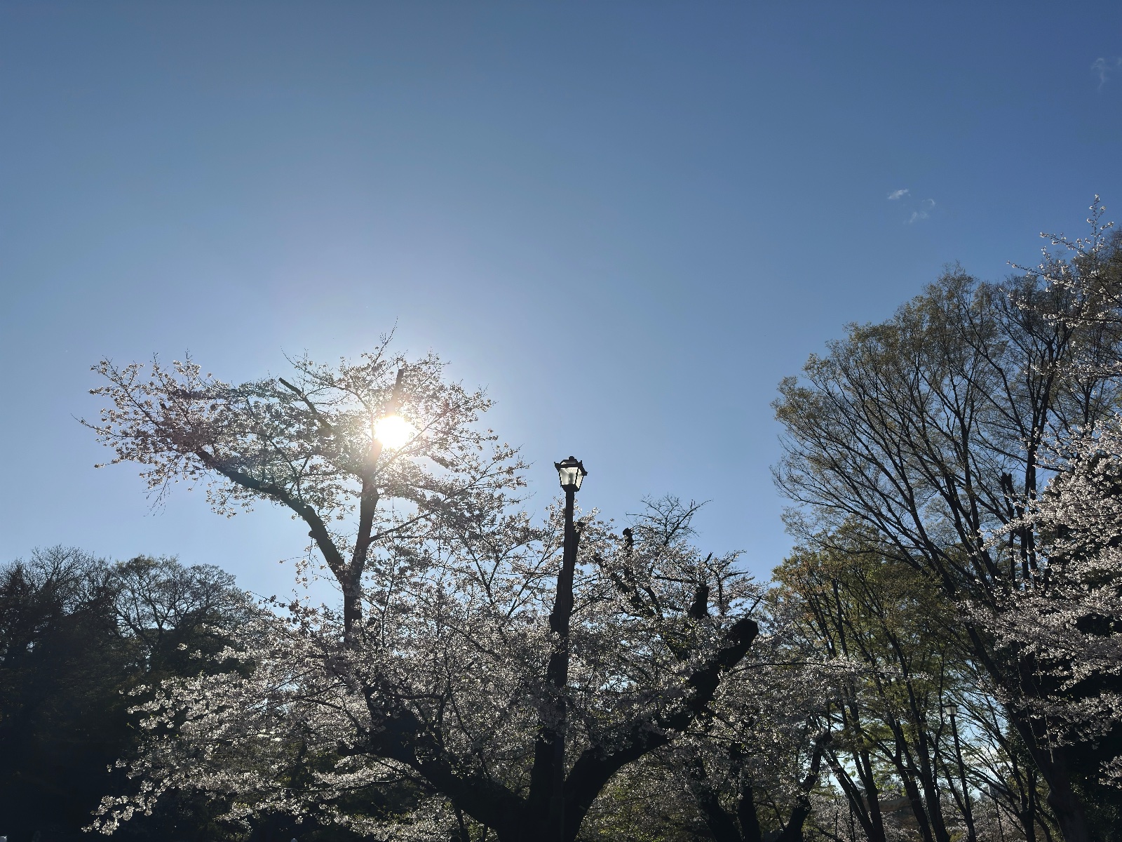 Inokashira Park, Tokyo