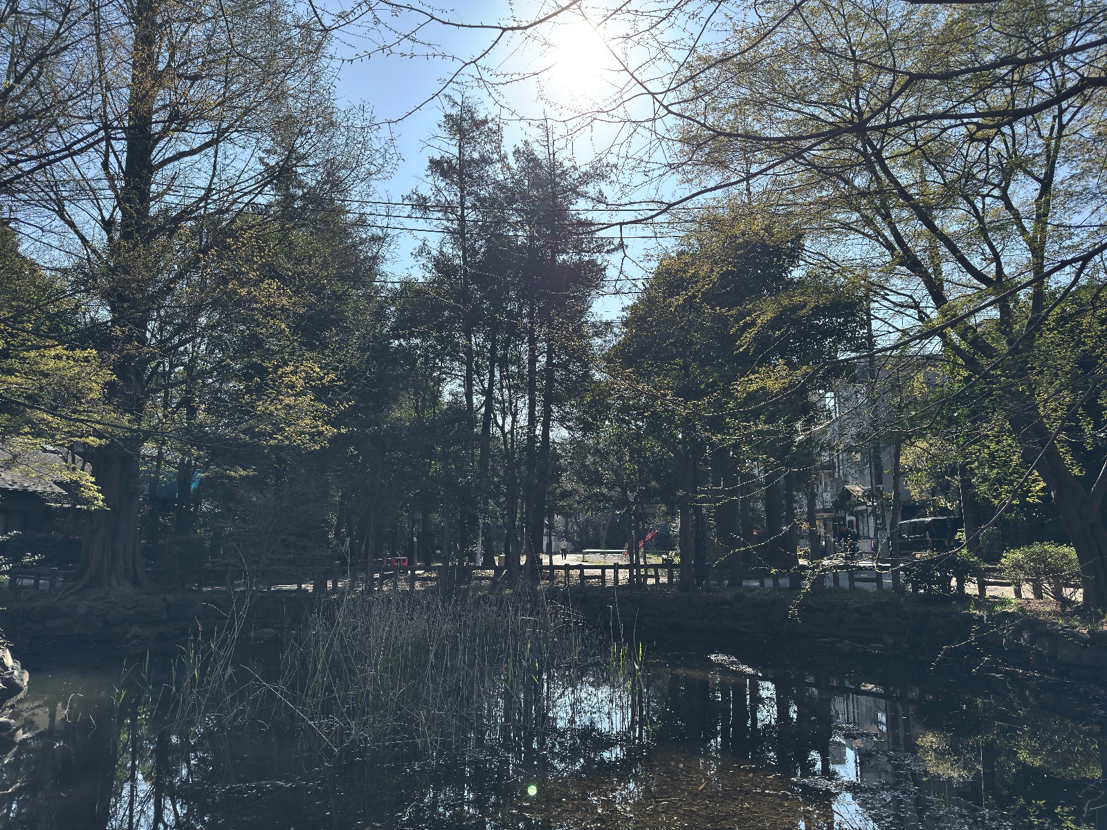 Inokashira Park, Tokyo