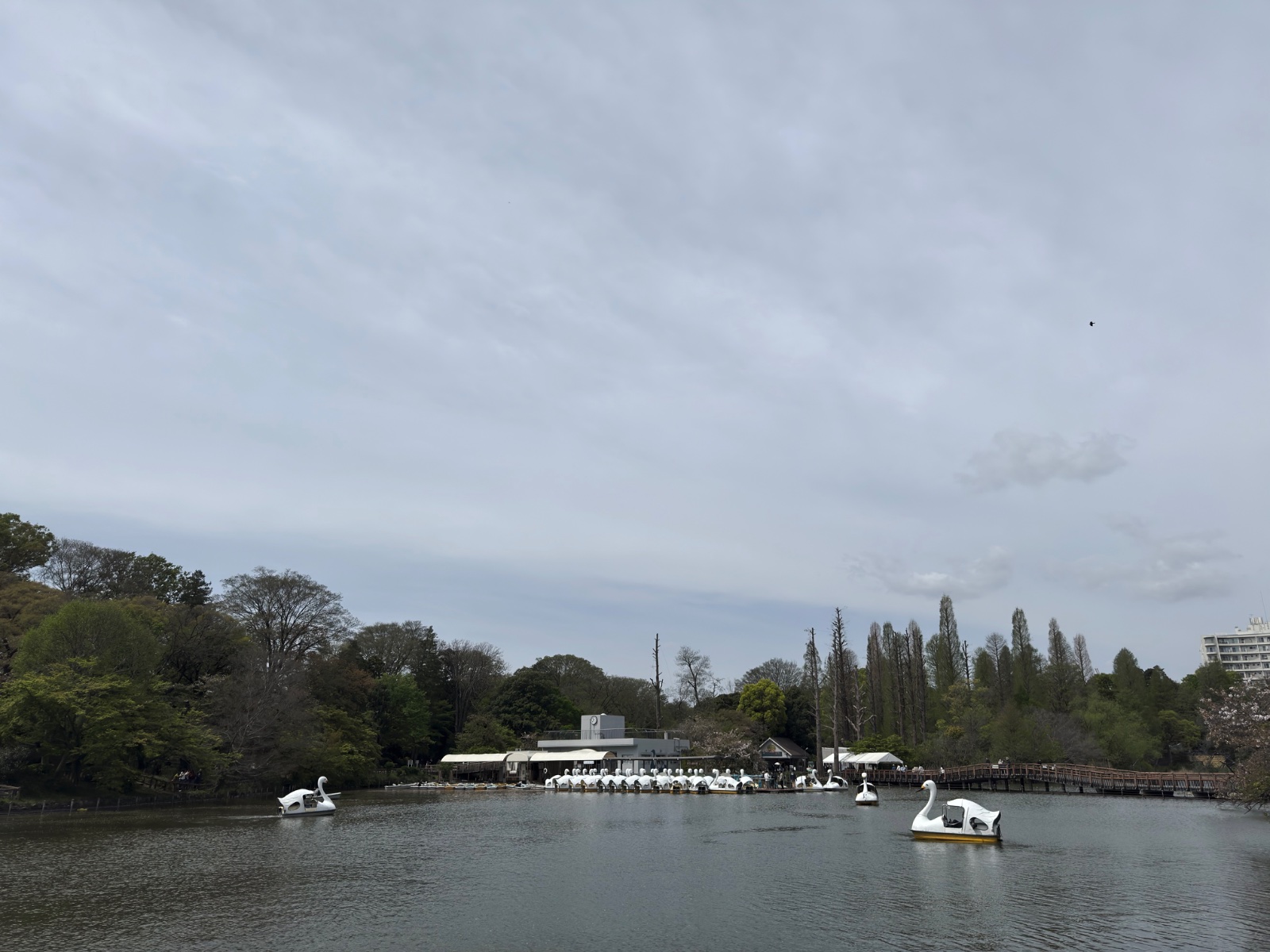 Inokashira Park, Tokyo