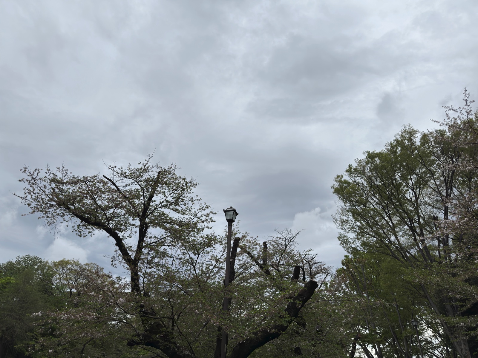 Inokashira Park, Tokyo