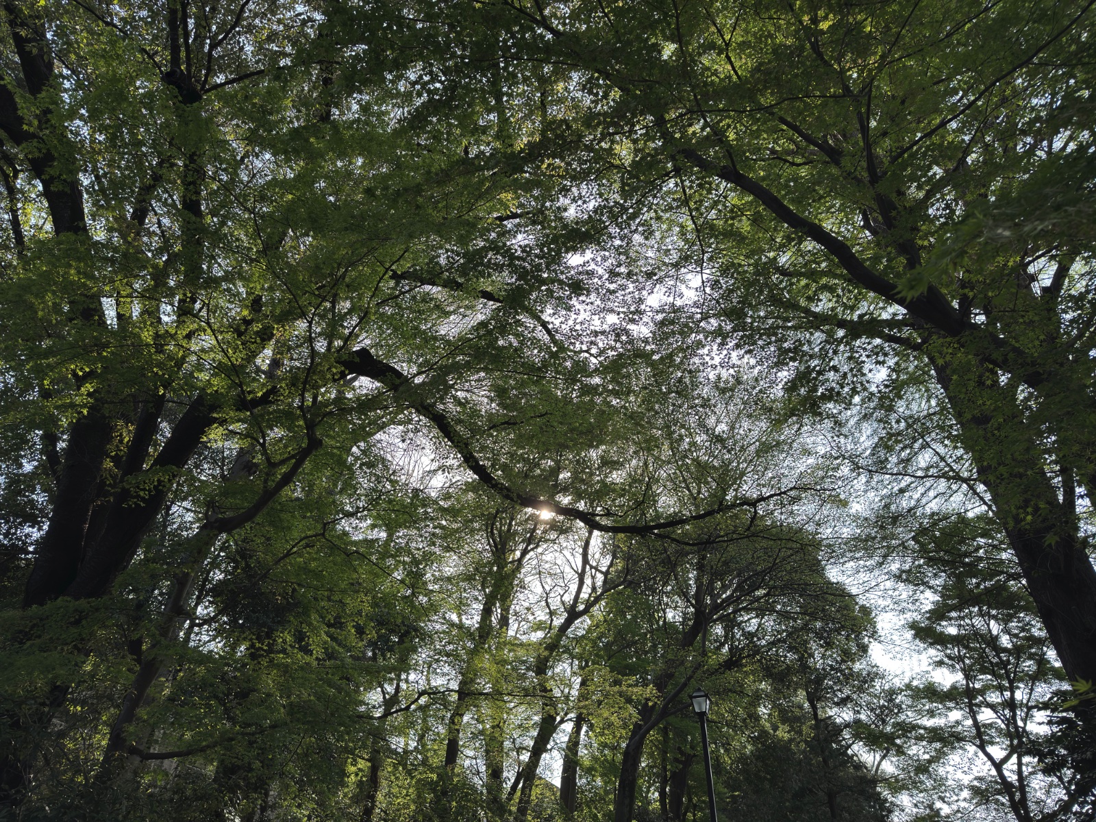 Inokashira Park, Tokyo