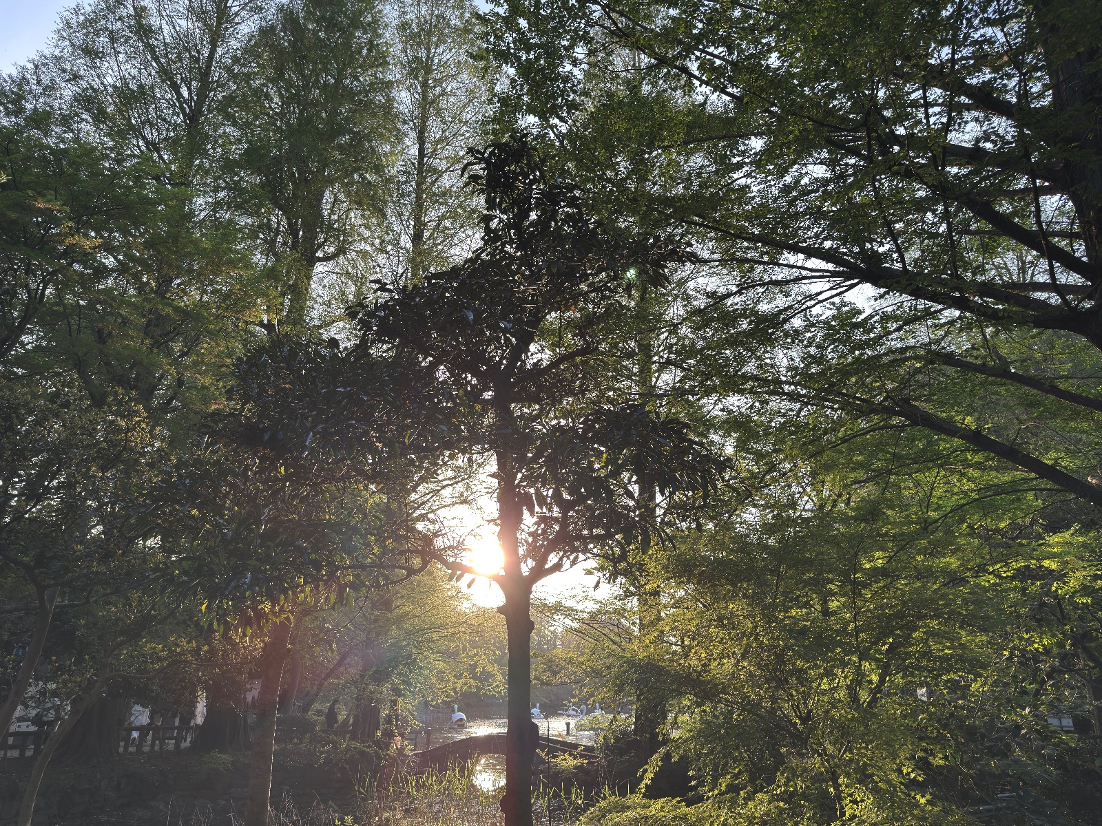 Inokashira Park, Tokyo