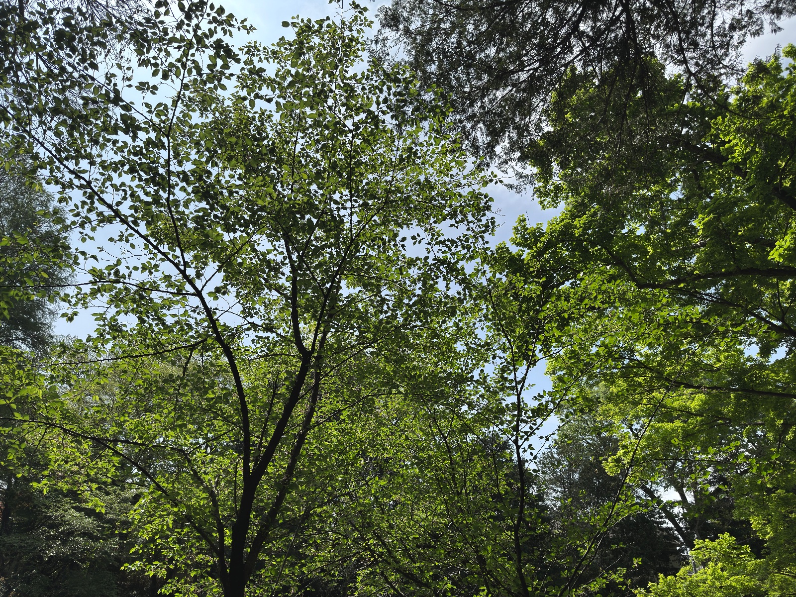 Inokashira Park, Tokyo