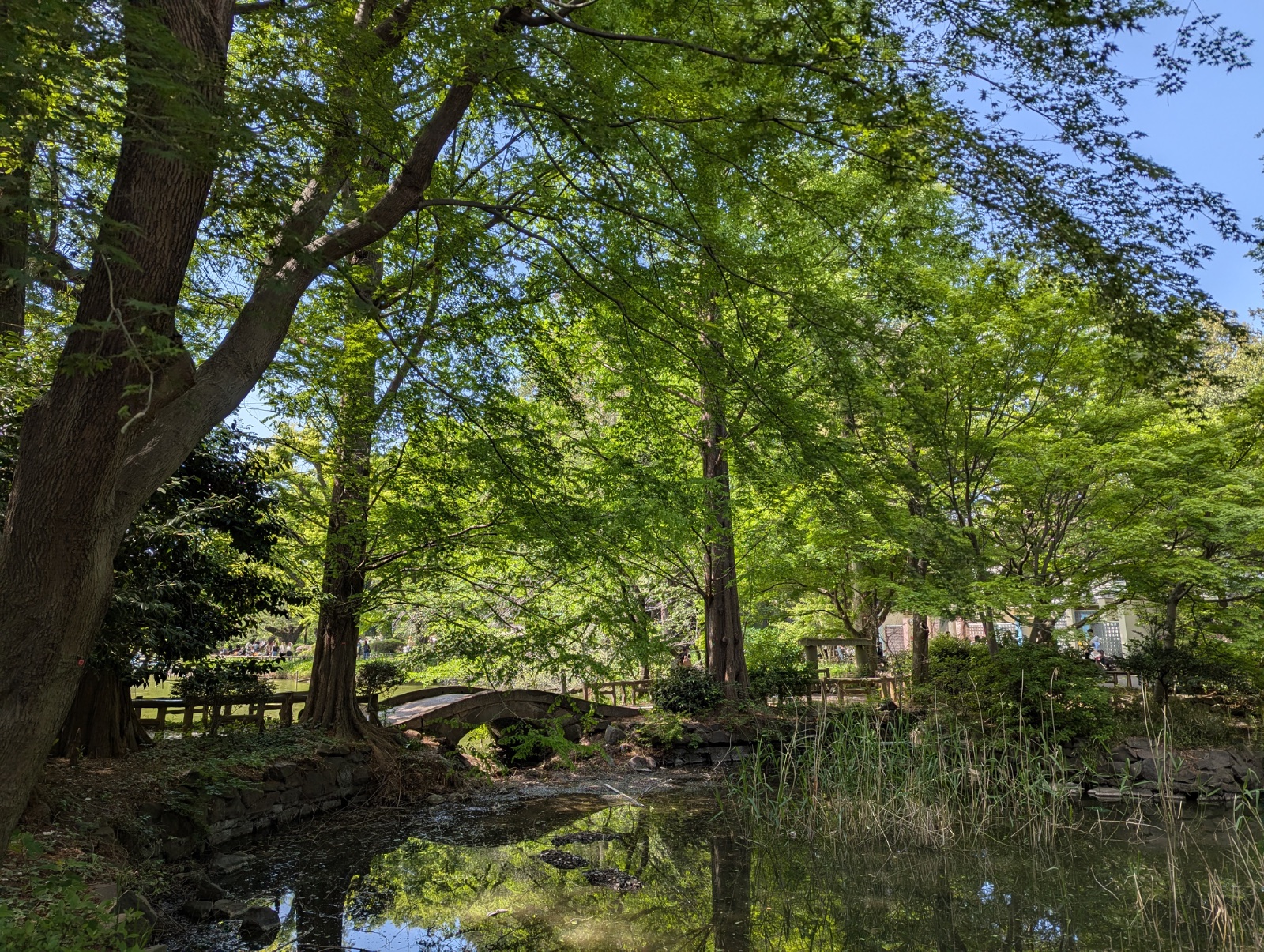 Inokashira Park, Tokyo