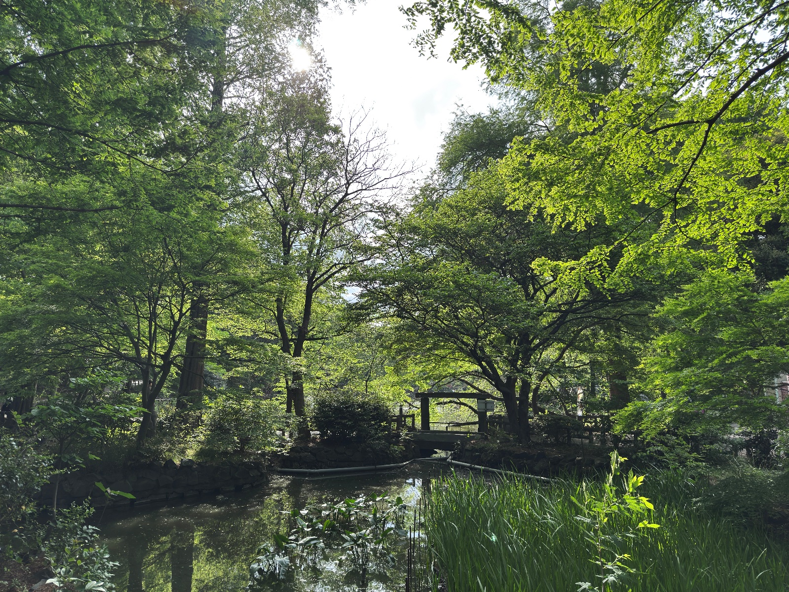 Inokashira Park, Tokyo