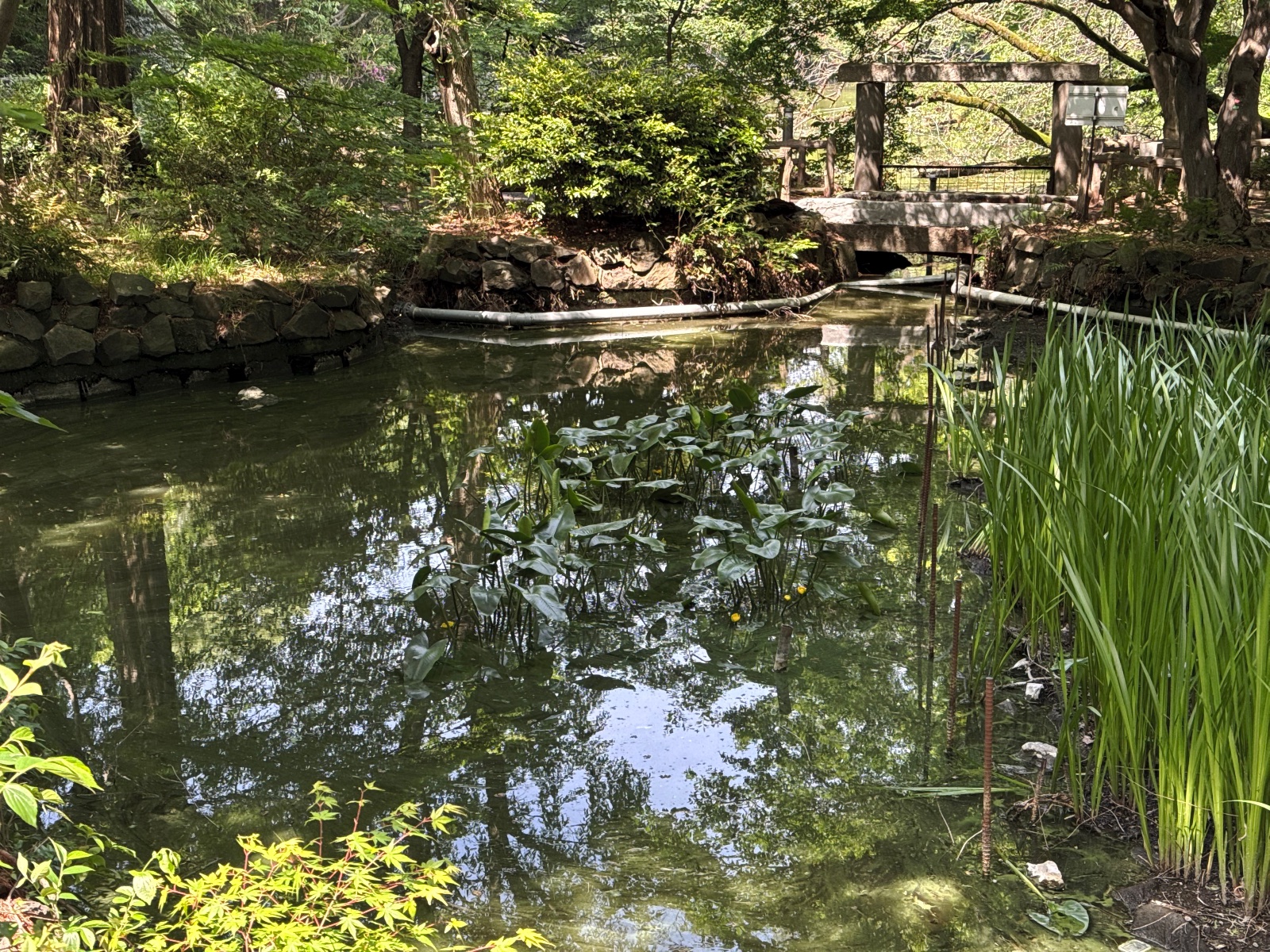 Inokashira Park, Tokyo