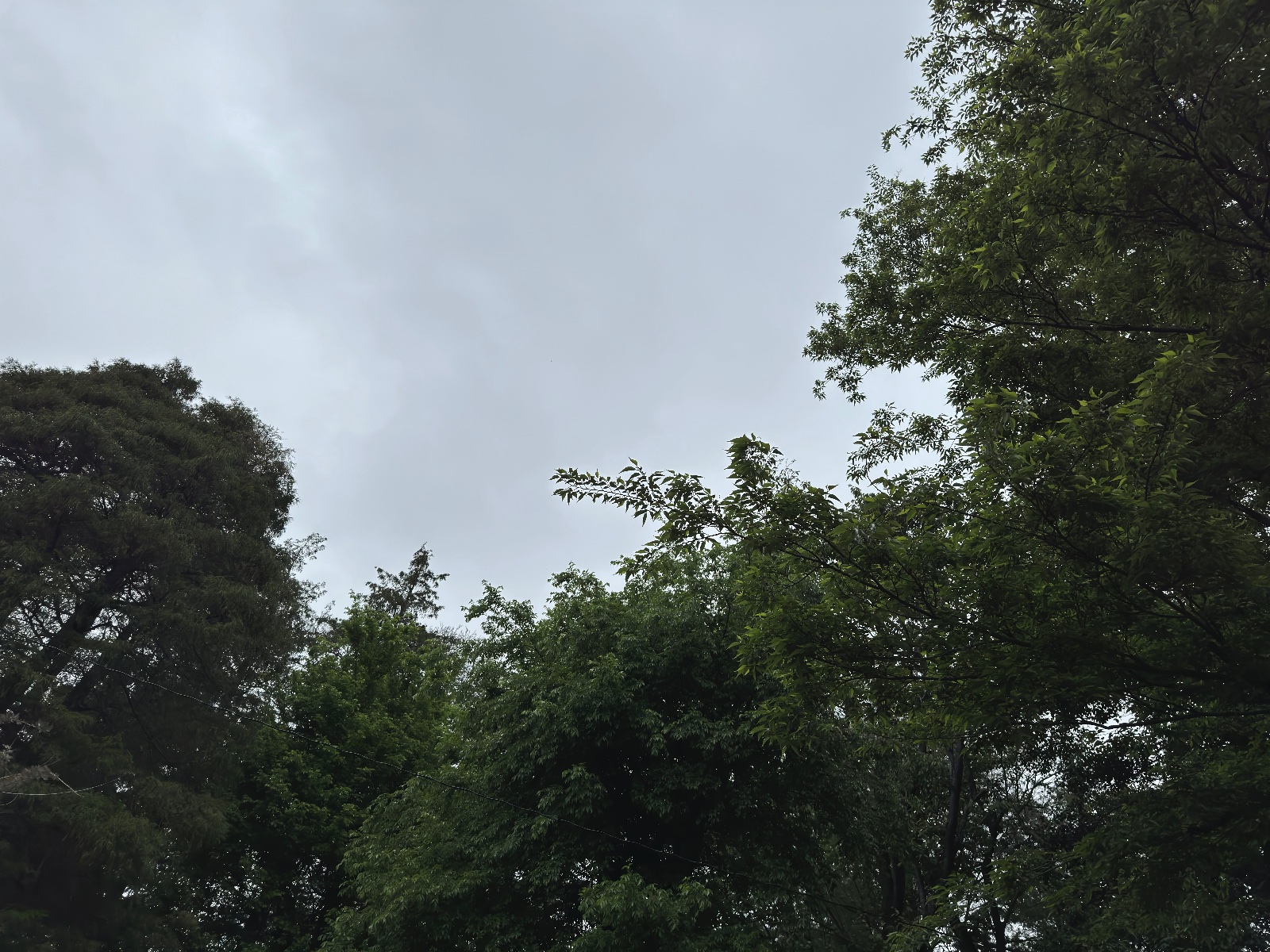 Inokashira Park, Tokyo