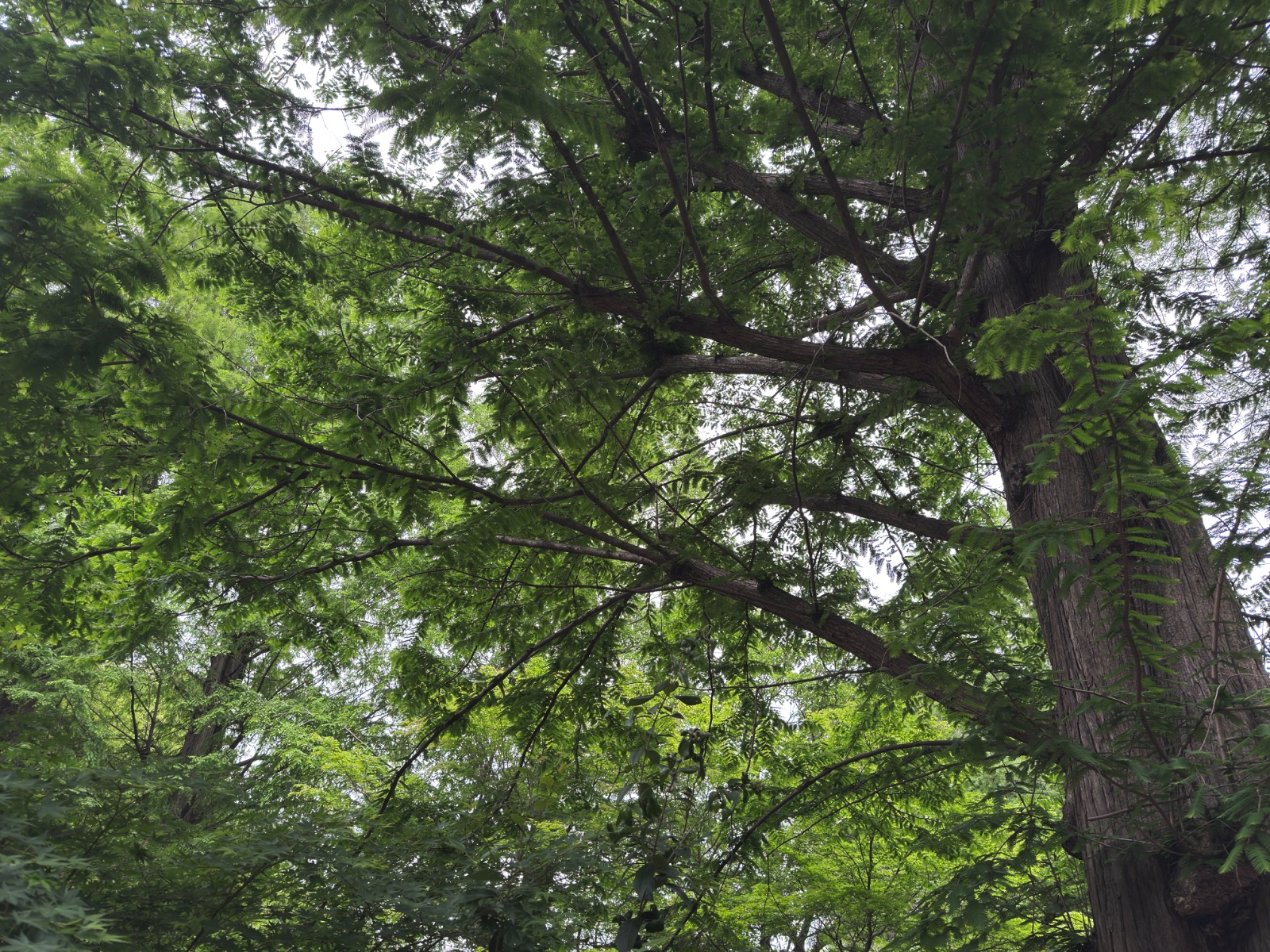 Inokashira Park, Tokyo
