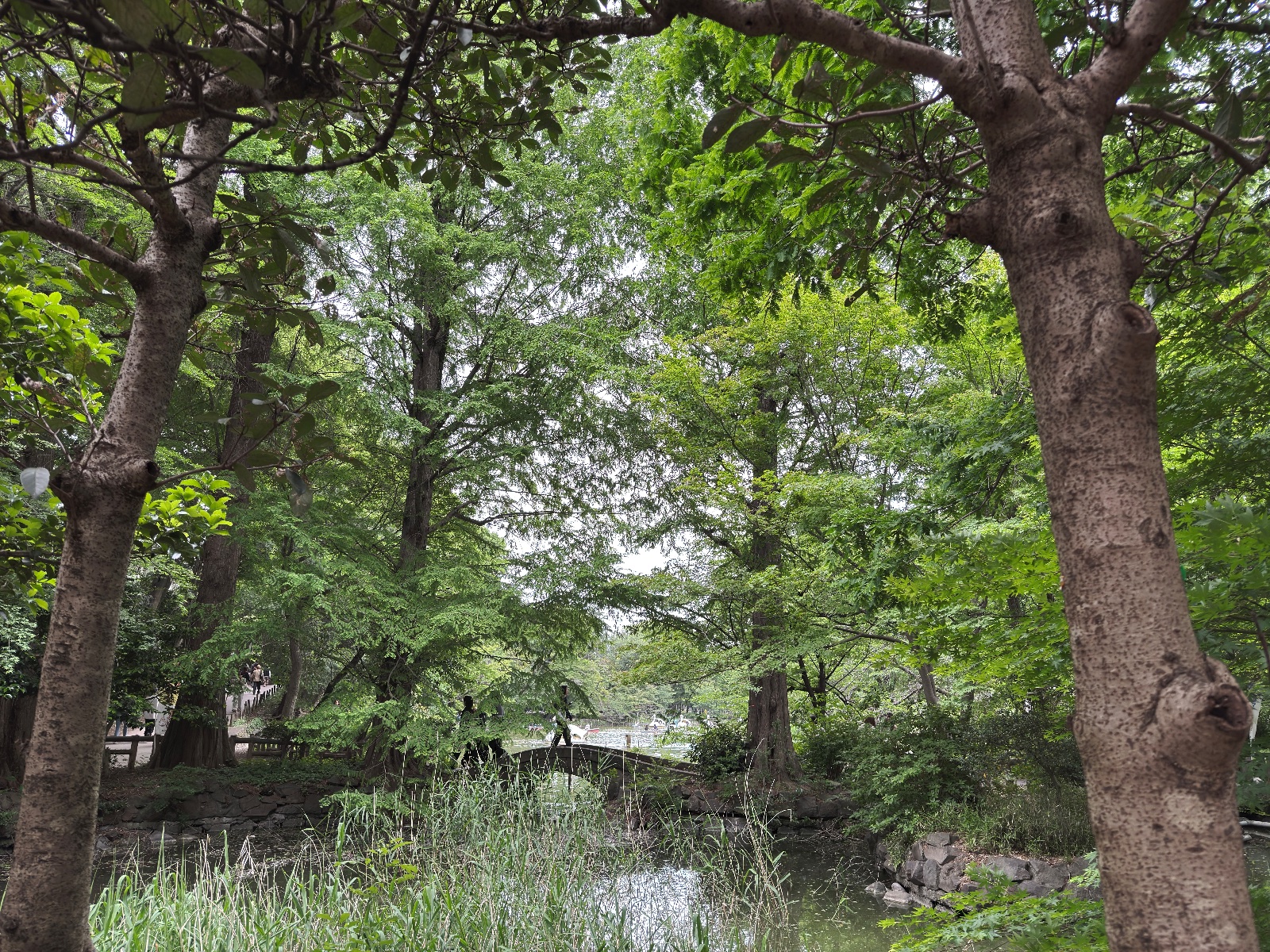 Inokashira Park, Tokyo