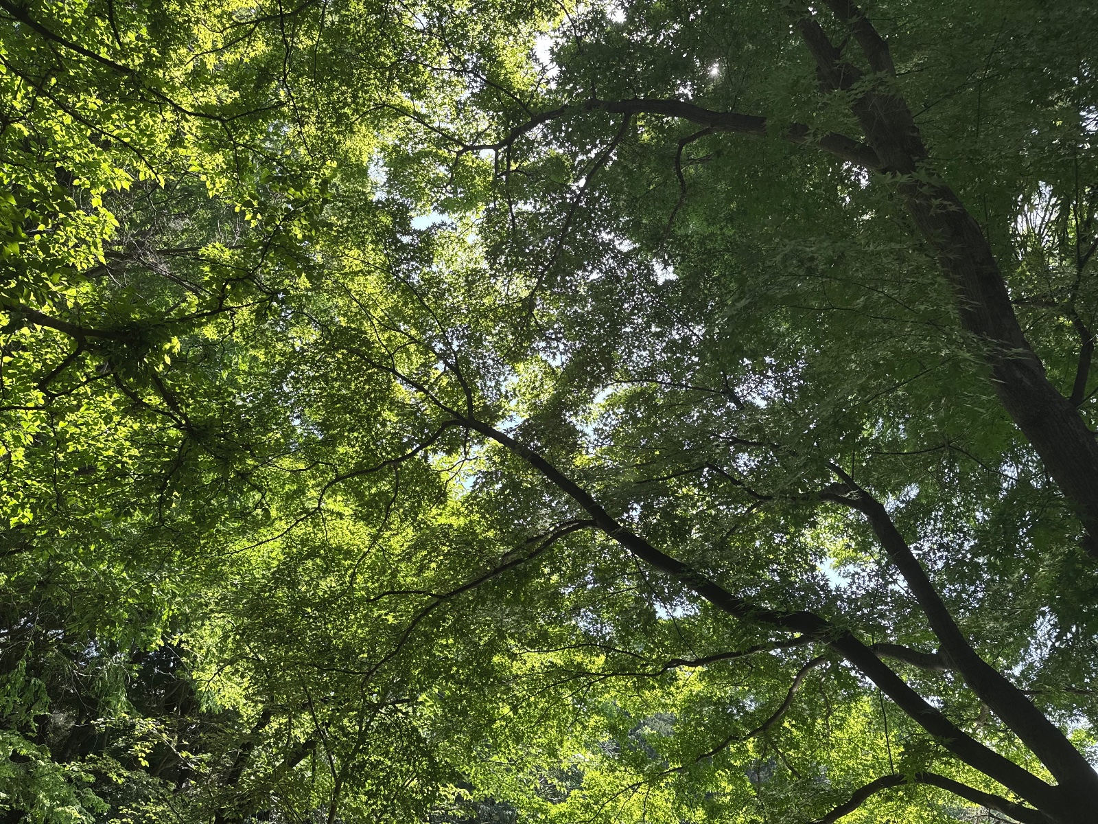Inokashira Park, Tokyo