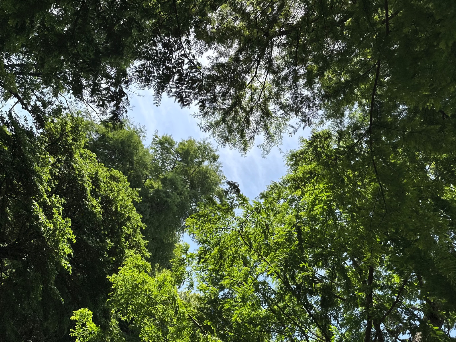 Inokashira Park, Tokyo
