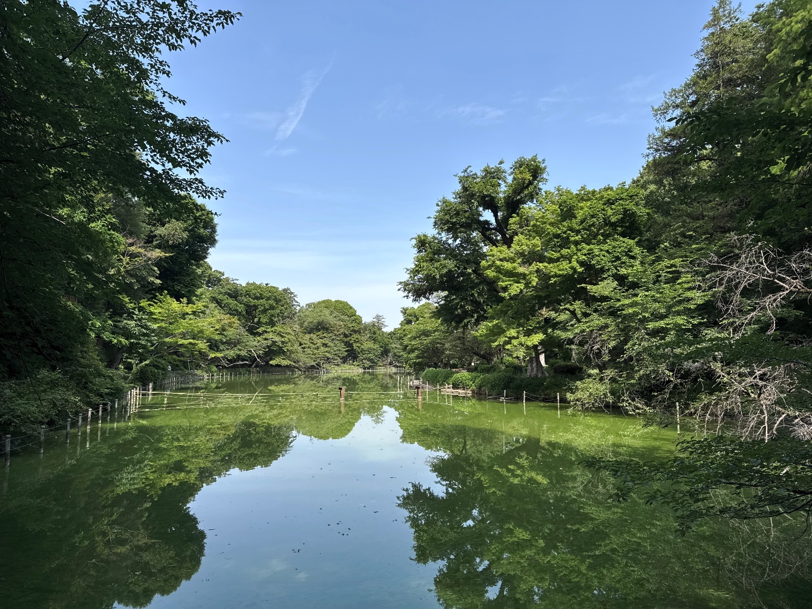 Inokashira Park, Tokyo