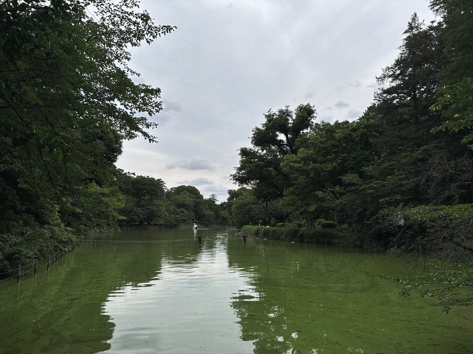 Inokashira Park, Tokyo