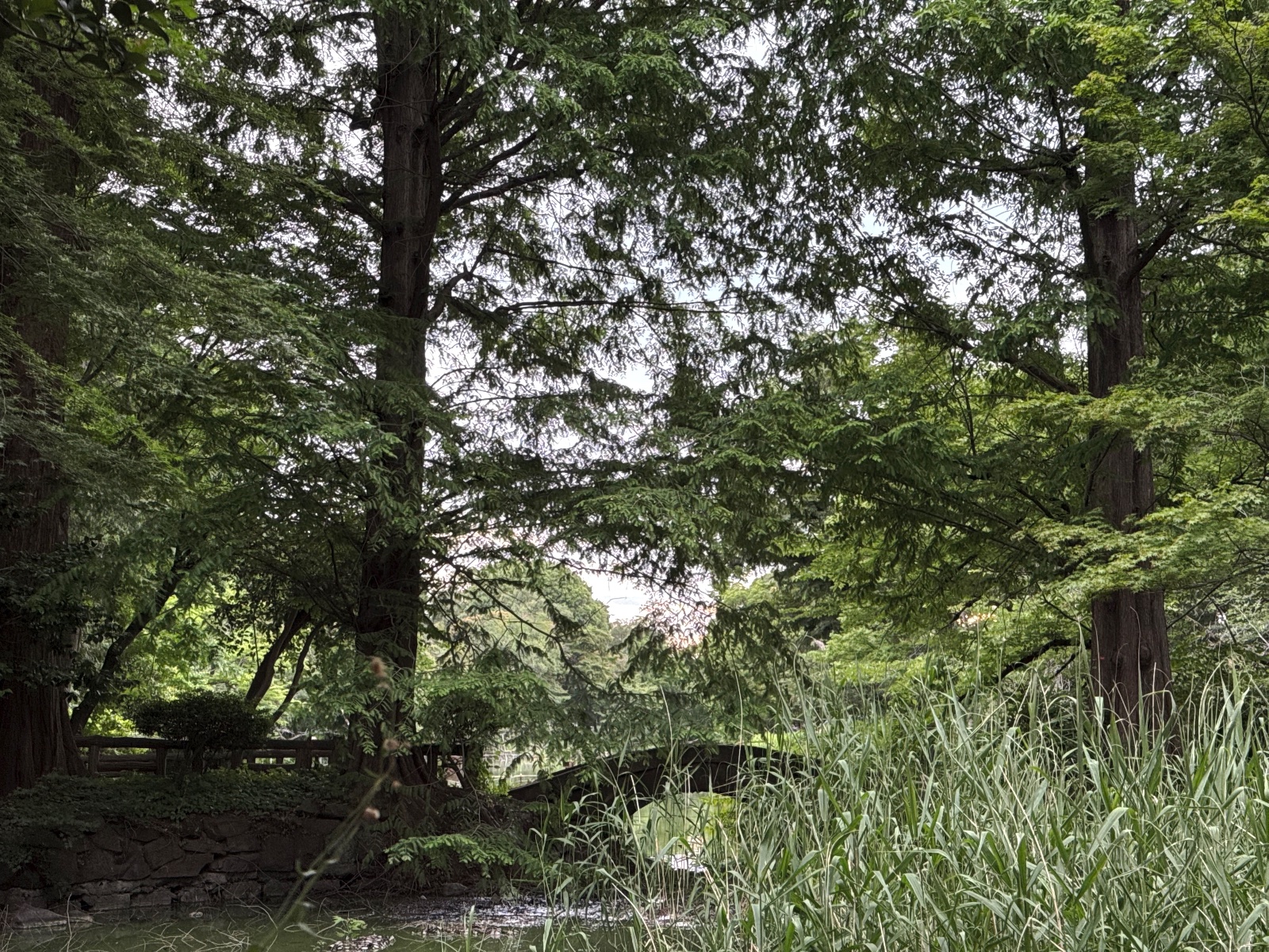 Inokashira Park, Tokyo