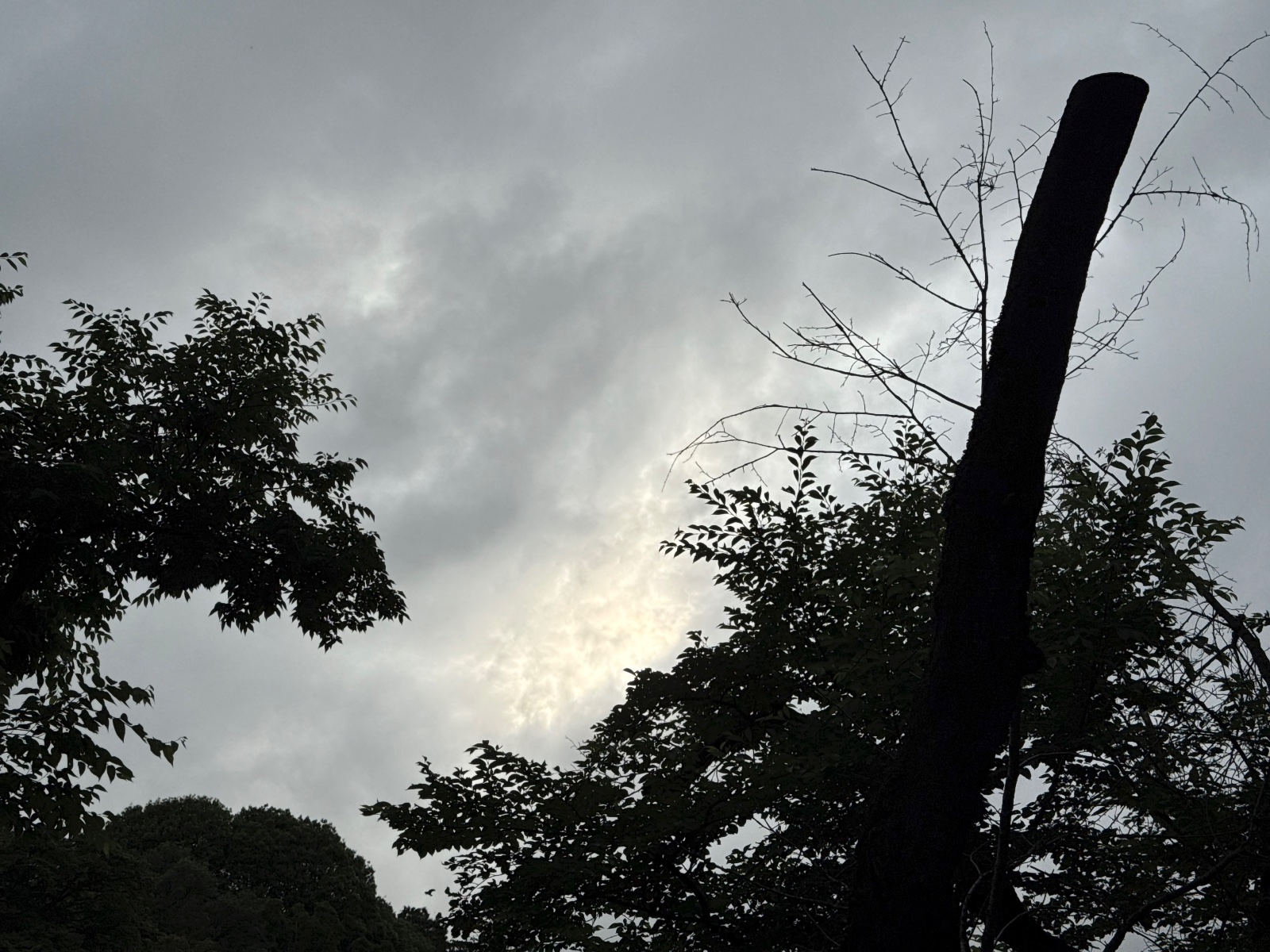 Inokashira Park, Tokyo