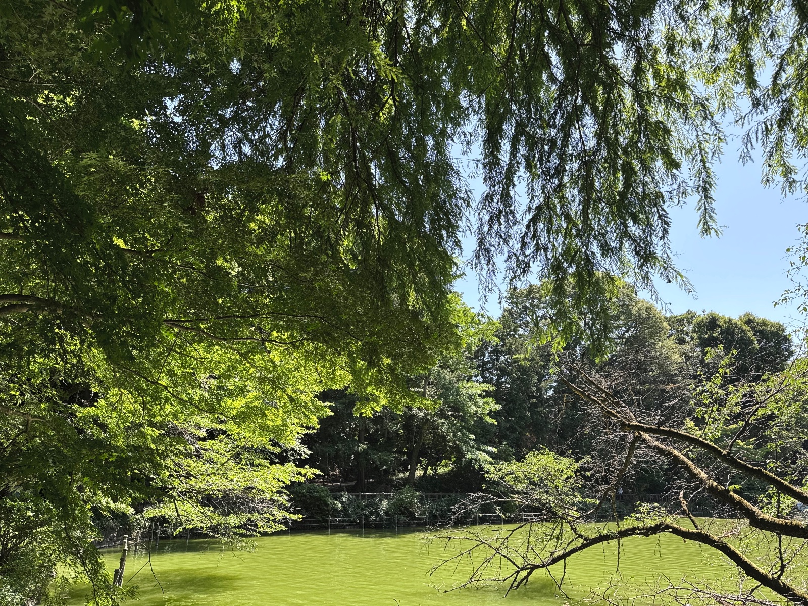 Inokashira Park, Tokyo