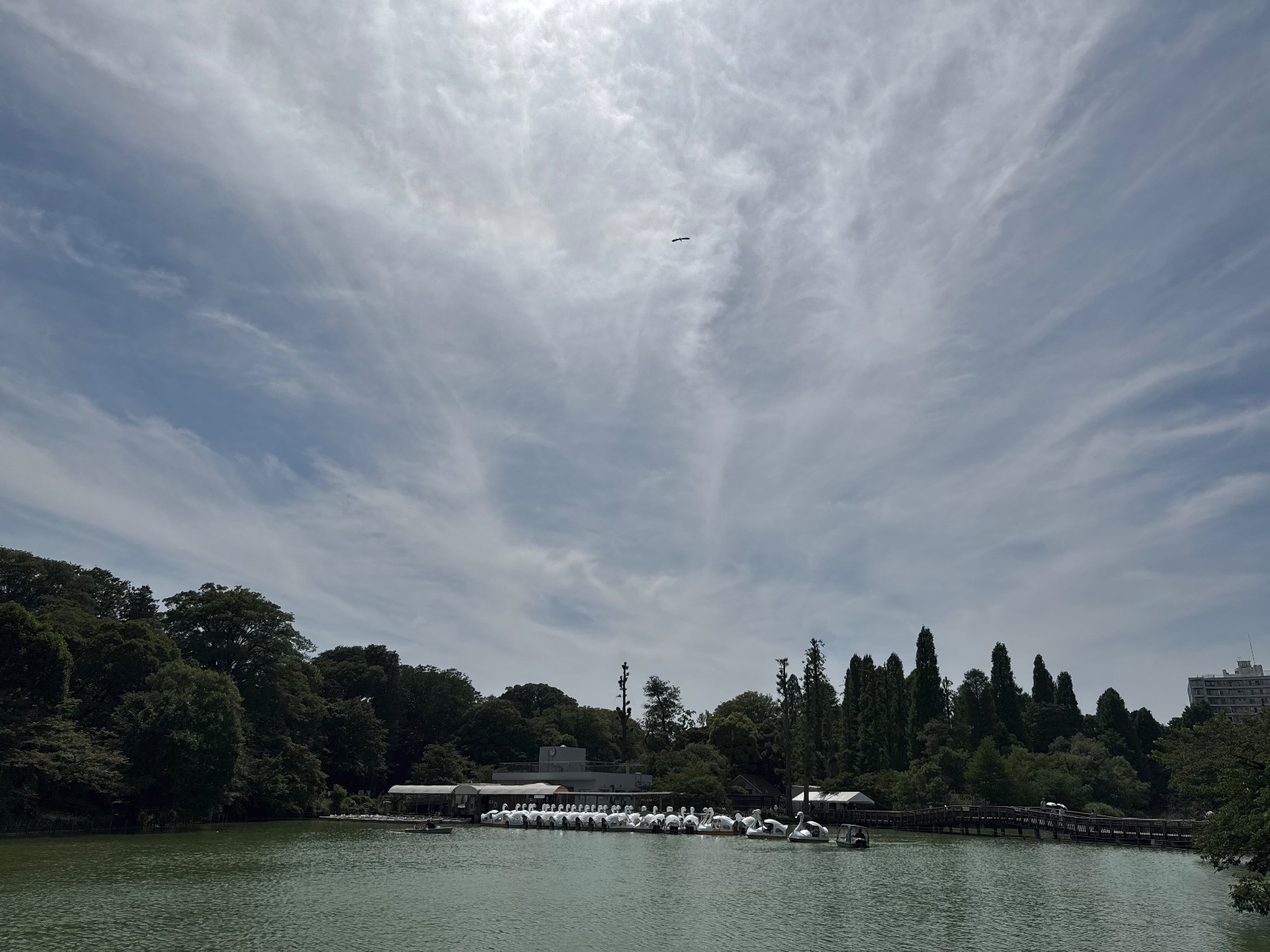 Inokashira Park, Tokyo
