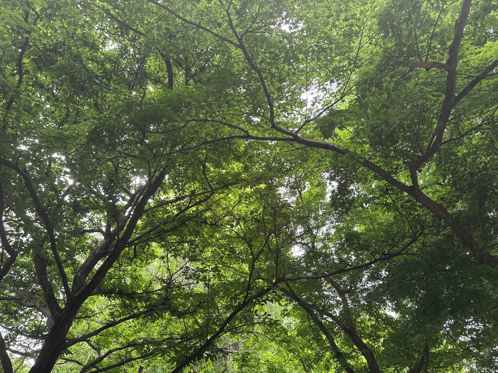 Inokashira Park, Tokyo