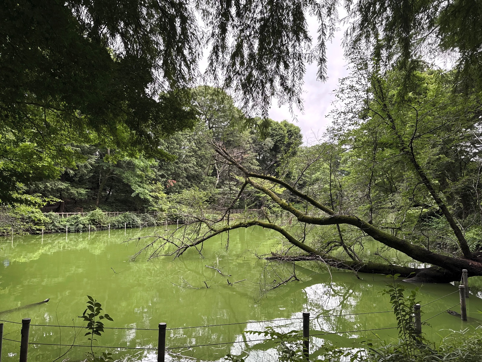 Inokashira Park, Tokyo